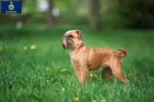 Read more about the article Belgian Dwarf Griffon breeders and puppies in Kansas