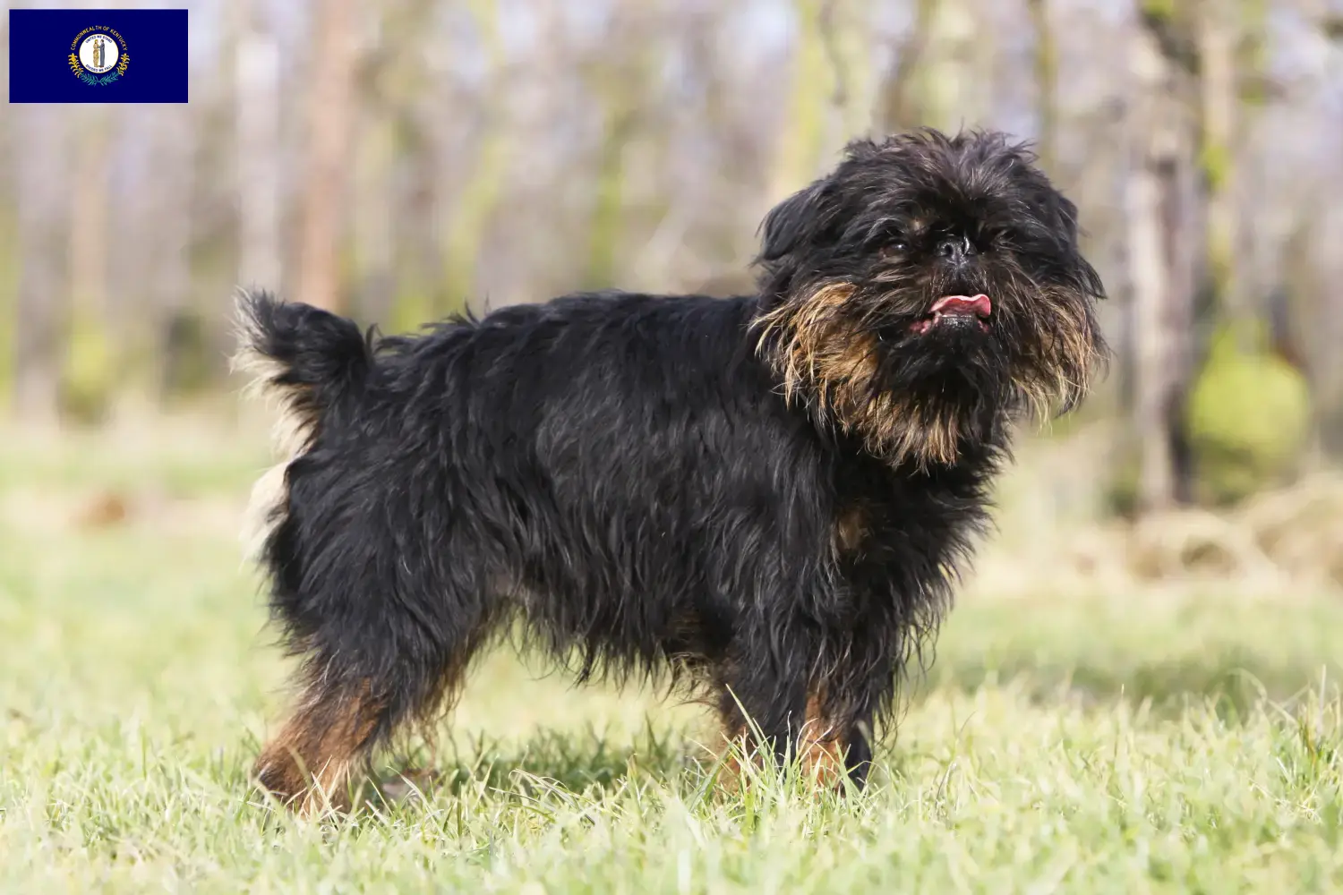 Read more about the article Belgian Dwarf Griffon breeder and puppies in Kentucky