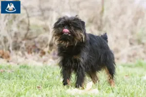 Read more about the article Belgian Dwarf Griffon breeder and puppies in Louisiana