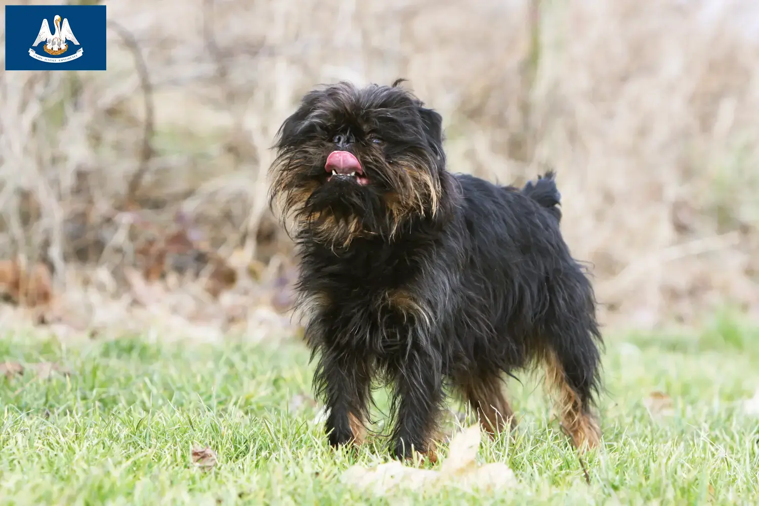 Read more about the article Belgian Dwarf Griffon breeder and puppies in Louisiana