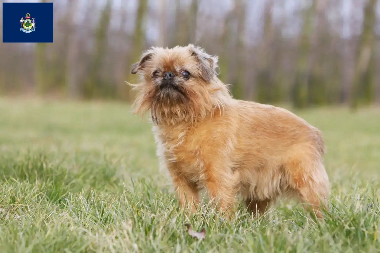 Read more about the article Belgian Dwarf Griffon breeder and puppies in Maine