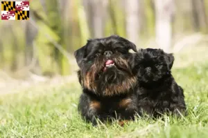 Read more about the article Belgian Dwarf Griffon breeder and puppies in Maryland