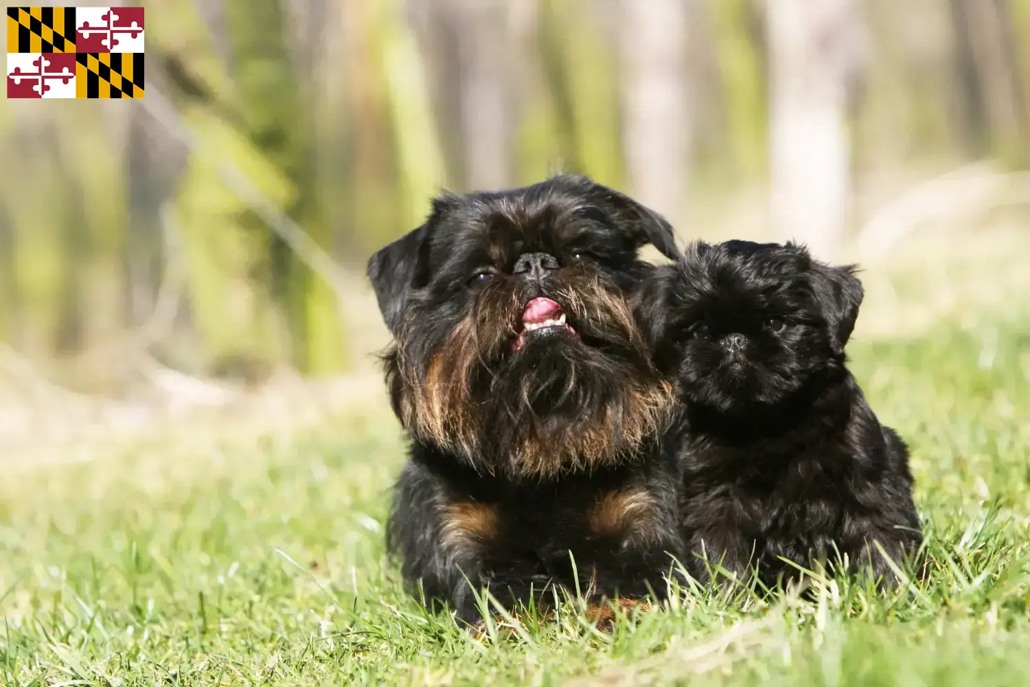 Read more about the article Belgian Dwarf Griffon breeder and puppies in Maryland