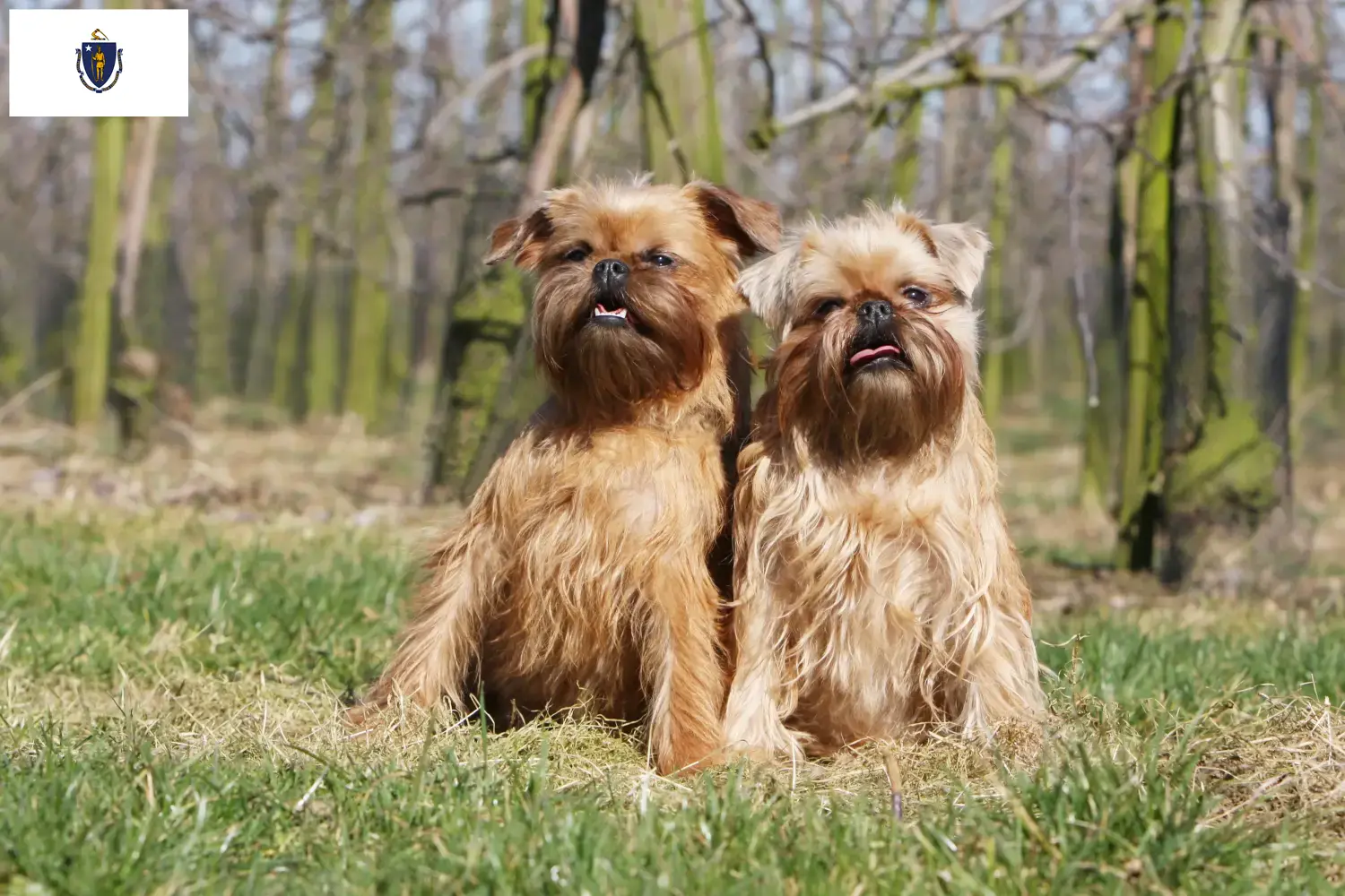 Read more about the article Belgian Dwarf Griffon Breeder and Puppies in Massachusetts