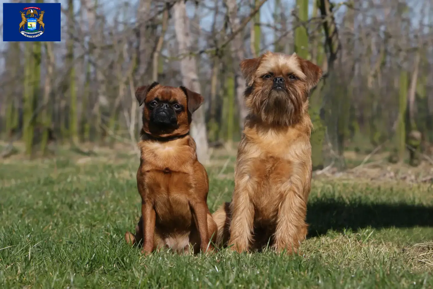 Read more about the article Belgian Dwarf Griffon breeder and puppies in Michigan