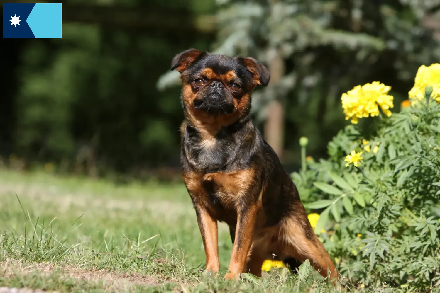 Read more about the article Belgian Dwarf Griffon Breeder and Puppies in Minnesota