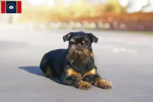 Read more about the article Belgian Dwarf Griffon Breeder and Puppies in Mississippi