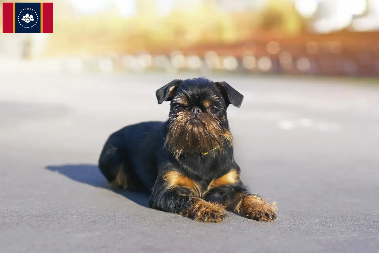 Read more about the article Belgian Dwarf Griffon Breeder and Puppies in Mississippi