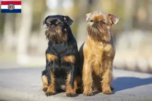 Read more about the article Belgian Dwarf Griffon breeder and puppies in Missouri