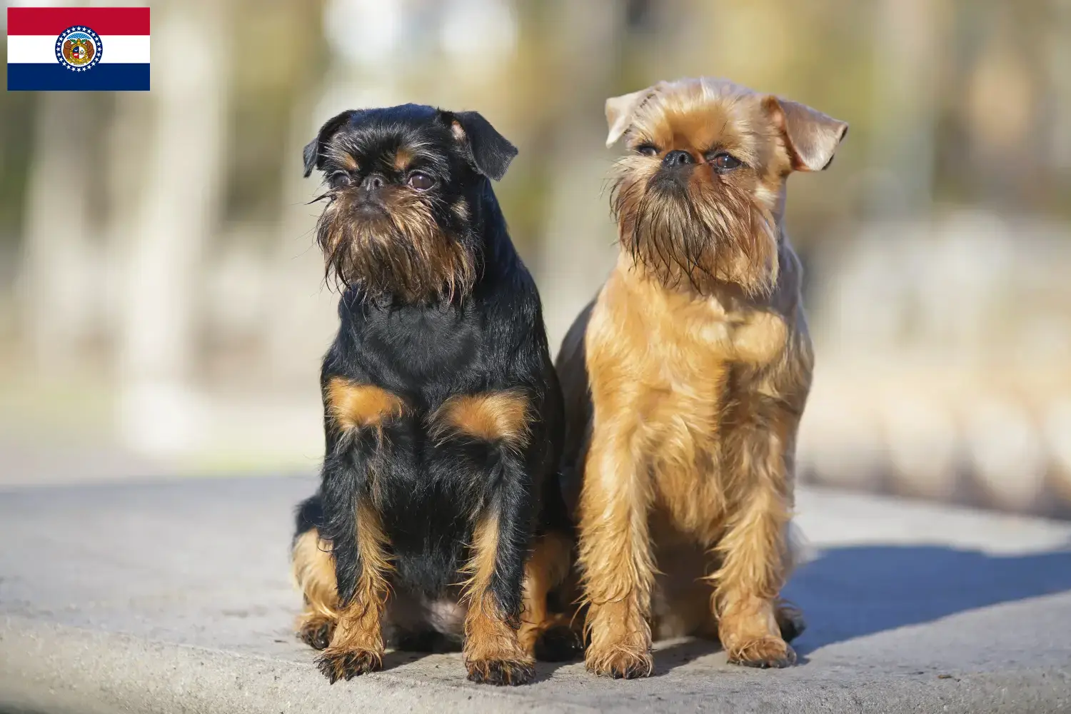 Read more about the article Belgian Dwarf Griffon breeder and puppies in Missouri