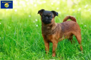 Read more about the article Belgian Dwarf Griffon breeder and puppies in Montana