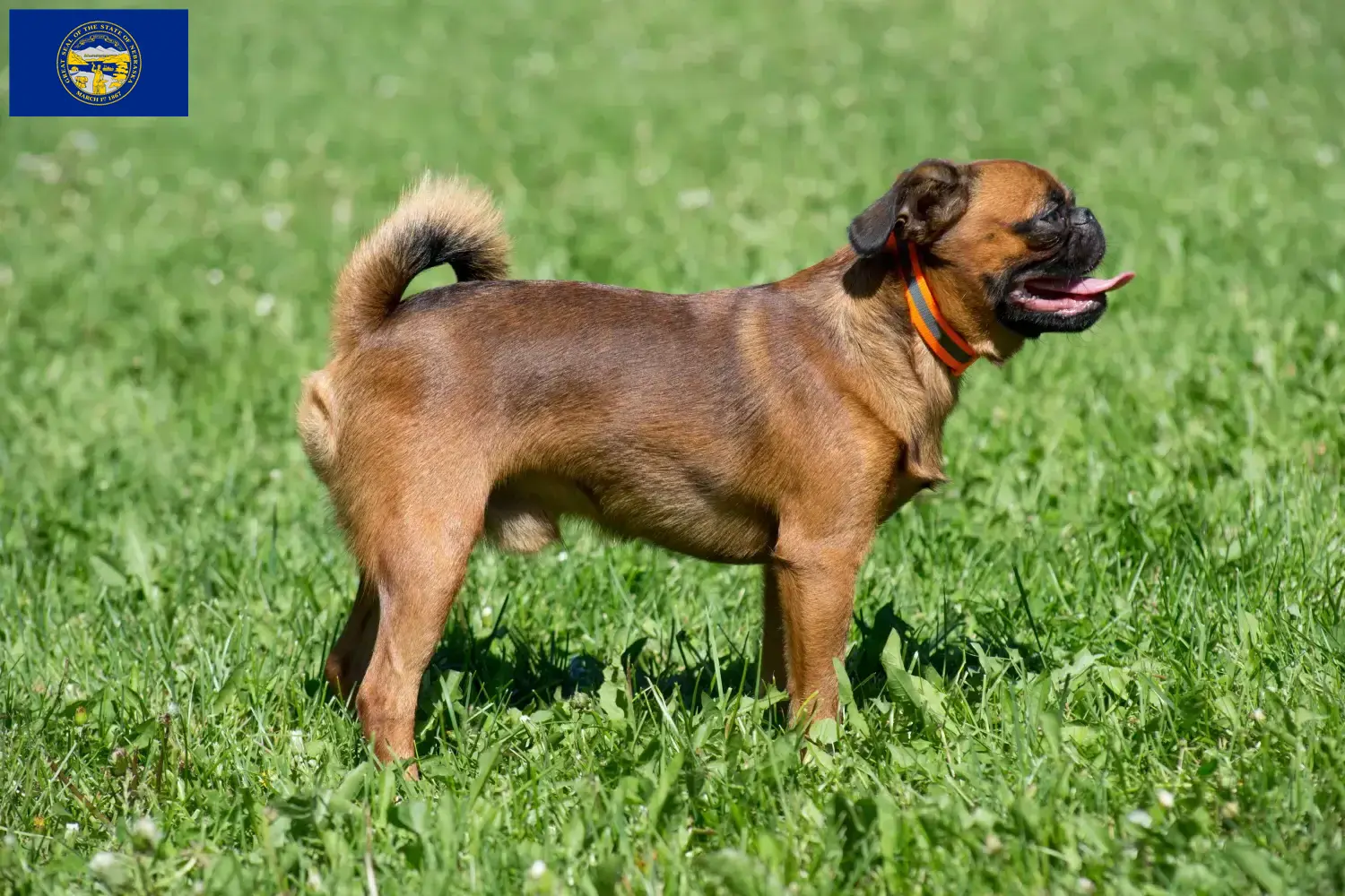 Read more about the article Belgian Dwarf Griffon Breeder and Puppies in Nebraska