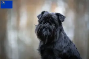 Read more about the article Belgian Dwarf Griffon Breeder and Puppies in Nevada