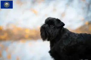 Read more about the article Belgian Dwarf Griffon Breeder and Puppies in New Hampshire