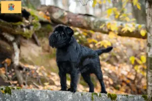 Read more about the article Belgian Dwarf Griffon Breeder and Puppies in New Jersey