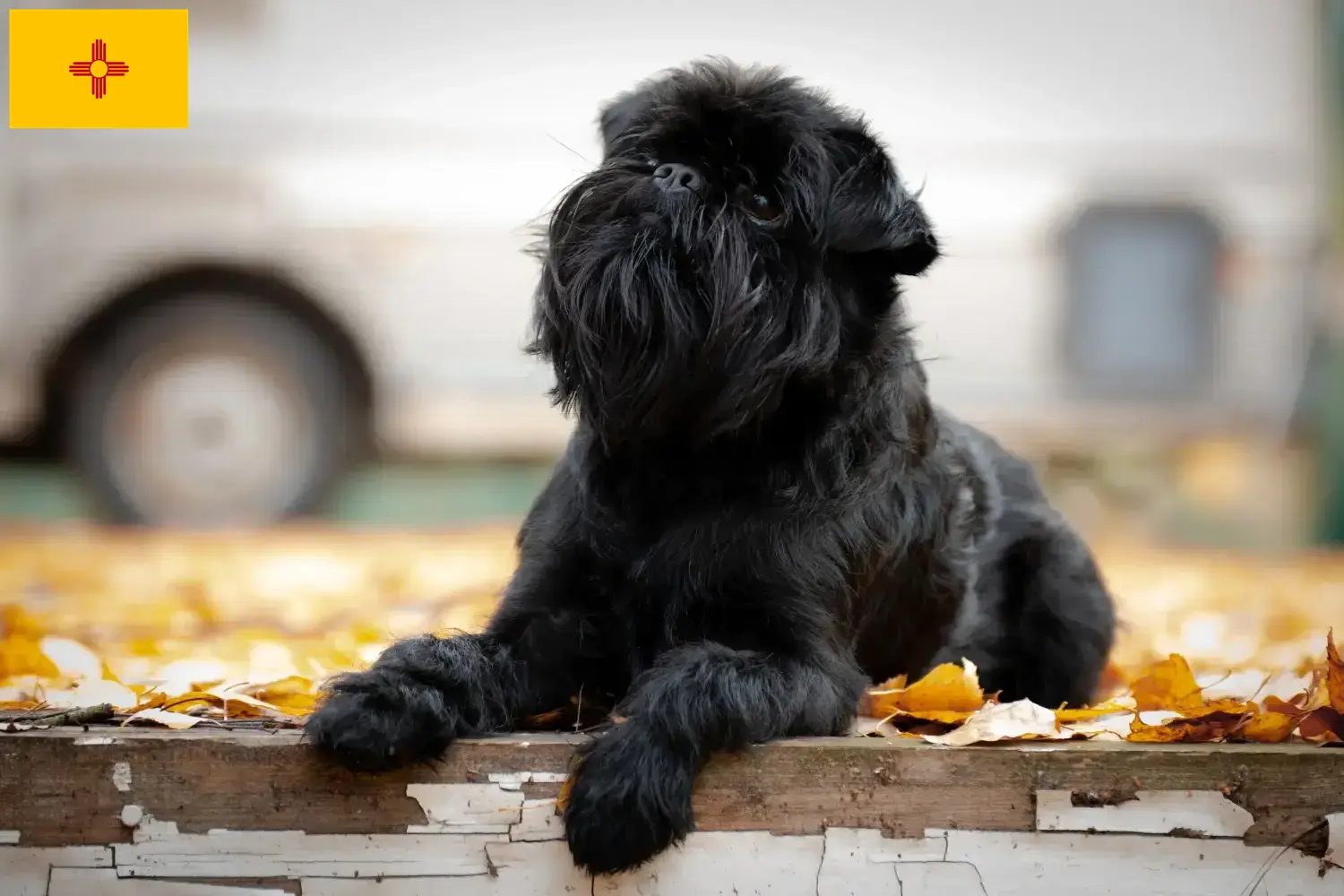 Read more about the article Belgian Dwarf Griffon Breeder and Puppies in New Mexico
