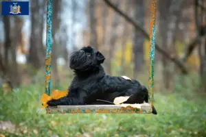 Read more about the article Belgian Dwarf Griffon breeder and puppies in New York