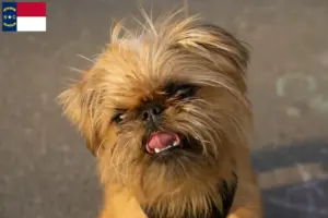 Read more about the article Belgian Dwarf Griffon Breeder and Puppies in North Carolina
