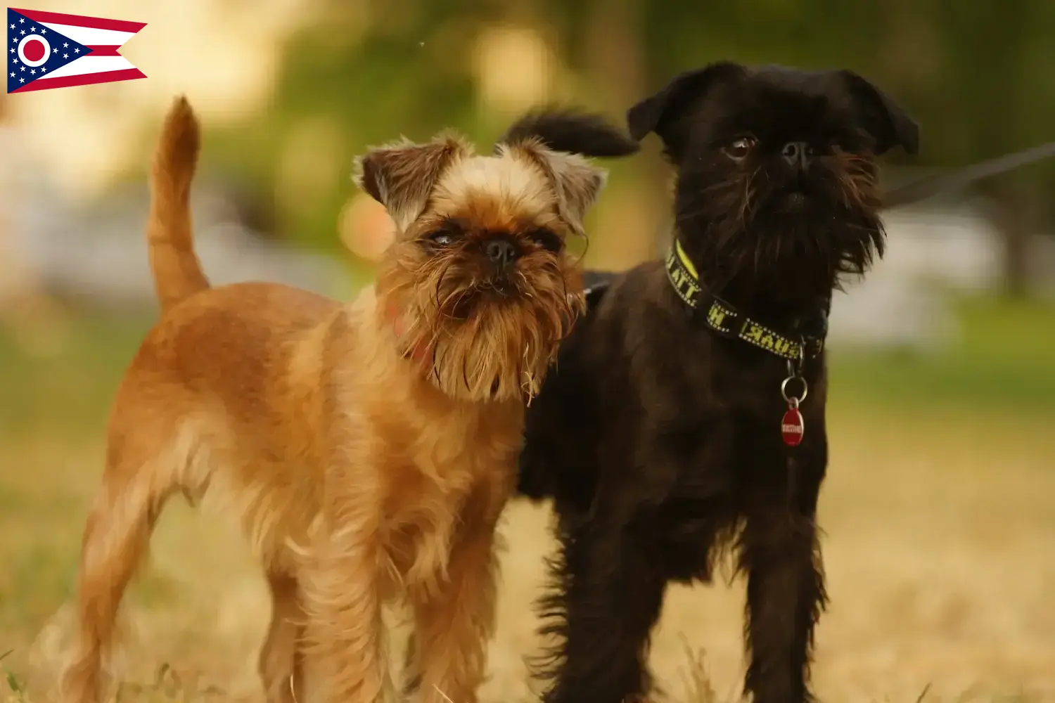 Belgian Dwarf Griffon puppies and breeder Ohio Here you can find Belgian Dwarf Griffon breeders in Ohio.