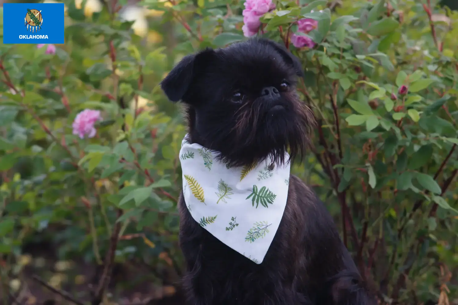 Read more about the article Belgian Dwarf Griffon Breeder and Puppies in Oklahoma