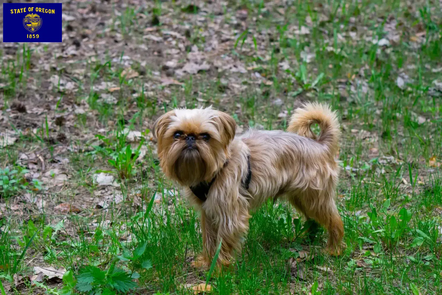 Read more about the article Belgian Dwarf Griffon breeders and puppies in Oregon