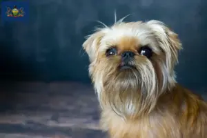 Read more about the article Belgian Dwarf Griffon Breeder and Puppies in Pennsylvania