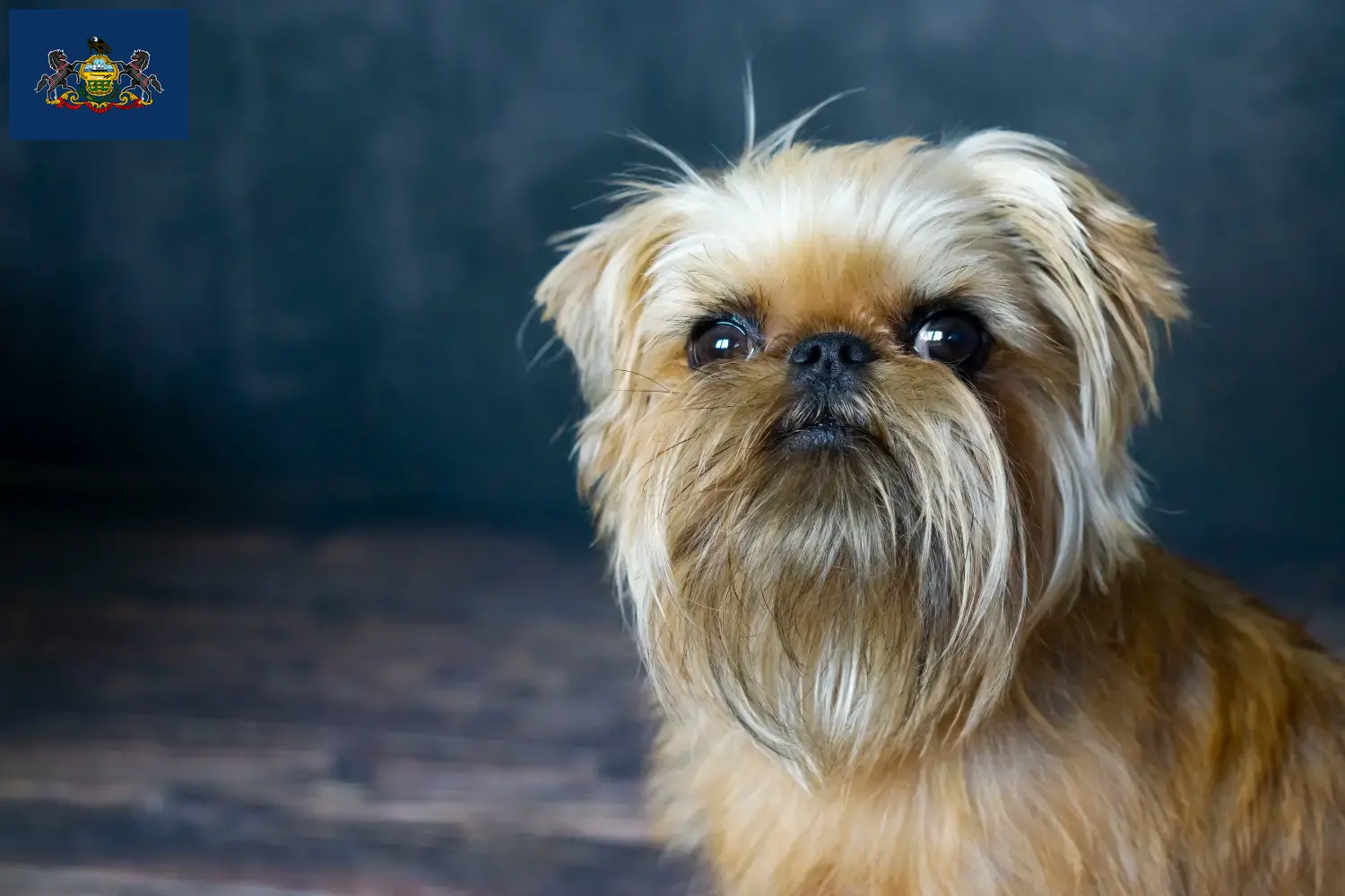 Read more about the article Belgian Dwarf Griffon Breeder and Puppies in Pennsylvania