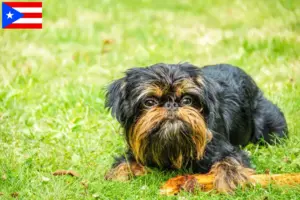 Read more about the article Belgian Dwarf Griffon breeder and puppies in Puerto Rico