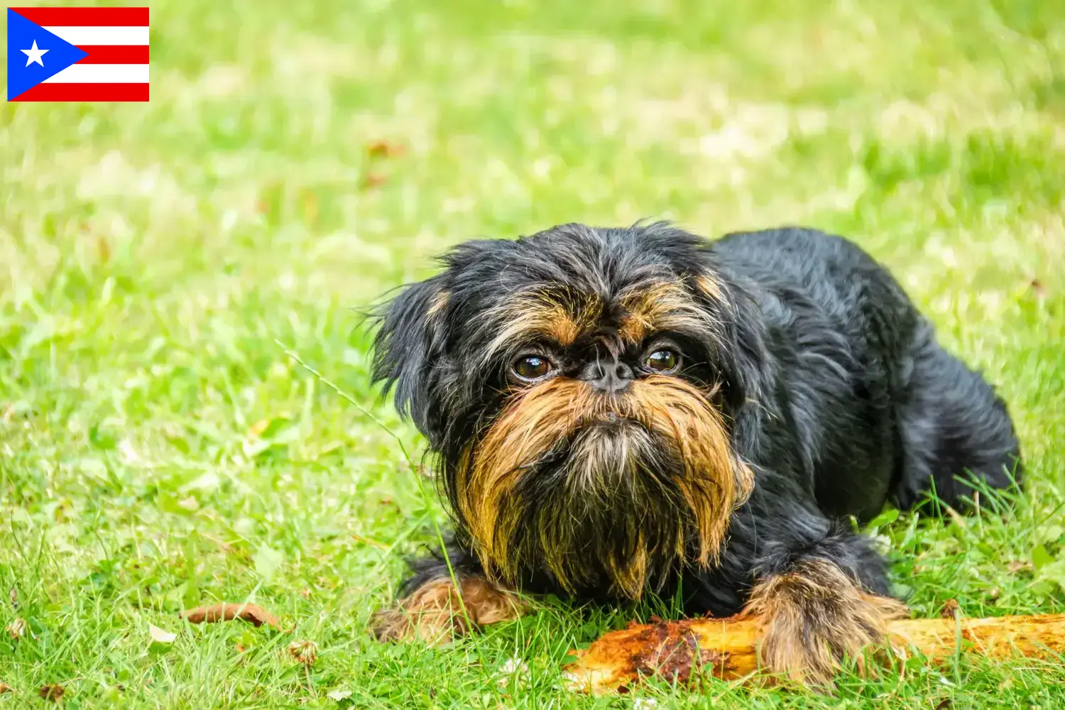 Read more about the article Belgian Dwarf Griffon breeder and puppies in Puerto Rico