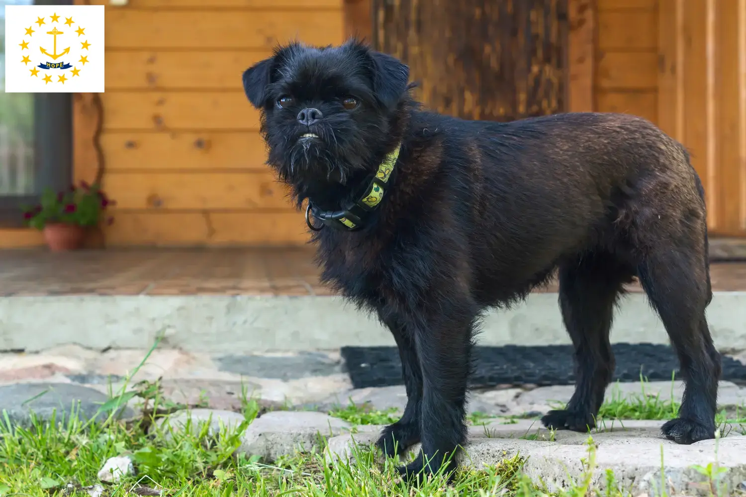 Read more about the article Belgian Dwarf Griffon Breeder and Puppies in Rhode Island