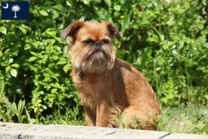 Read more about the article Belgian Dwarf Griffon Breeder and Puppies in South Carolina
