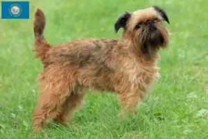 Read more about the article Belgian Dwarf Griffon Breeder and Puppies in South Dakota