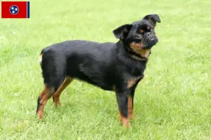 Read more about the article Belgian Dwarf Griffon breeder and puppies in Tennessee