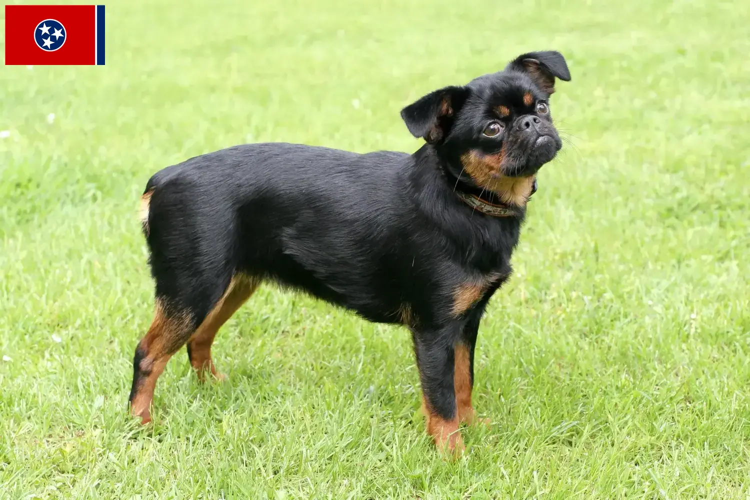 Read more about the article Belgian Dwarf Griffon breeder and puppies in Tennessee