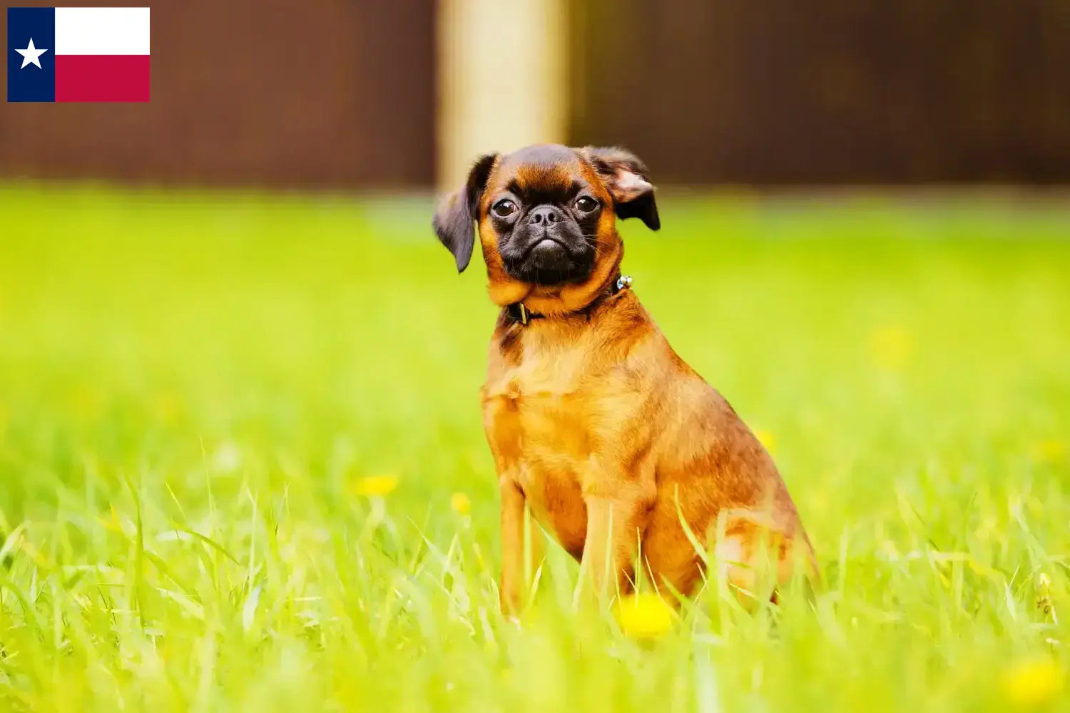 Read more about the article Belgian Dwarf Griffon breeder and puppies in Texas