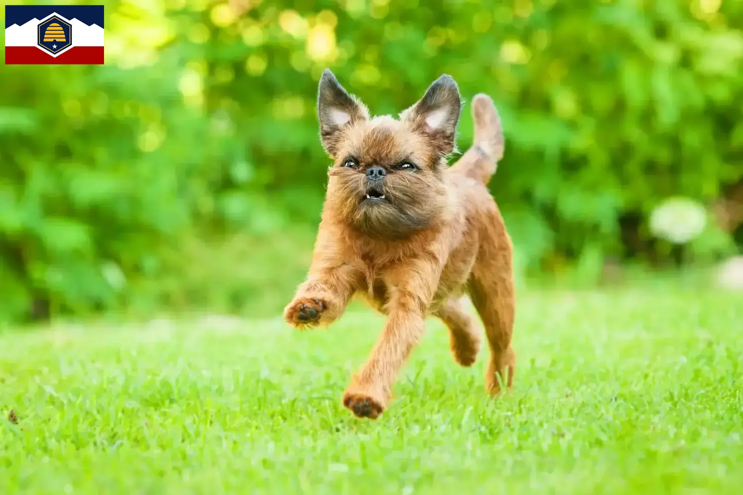 Read more about the article Belgian Dwarf Griffon breeders and puppies in Utah