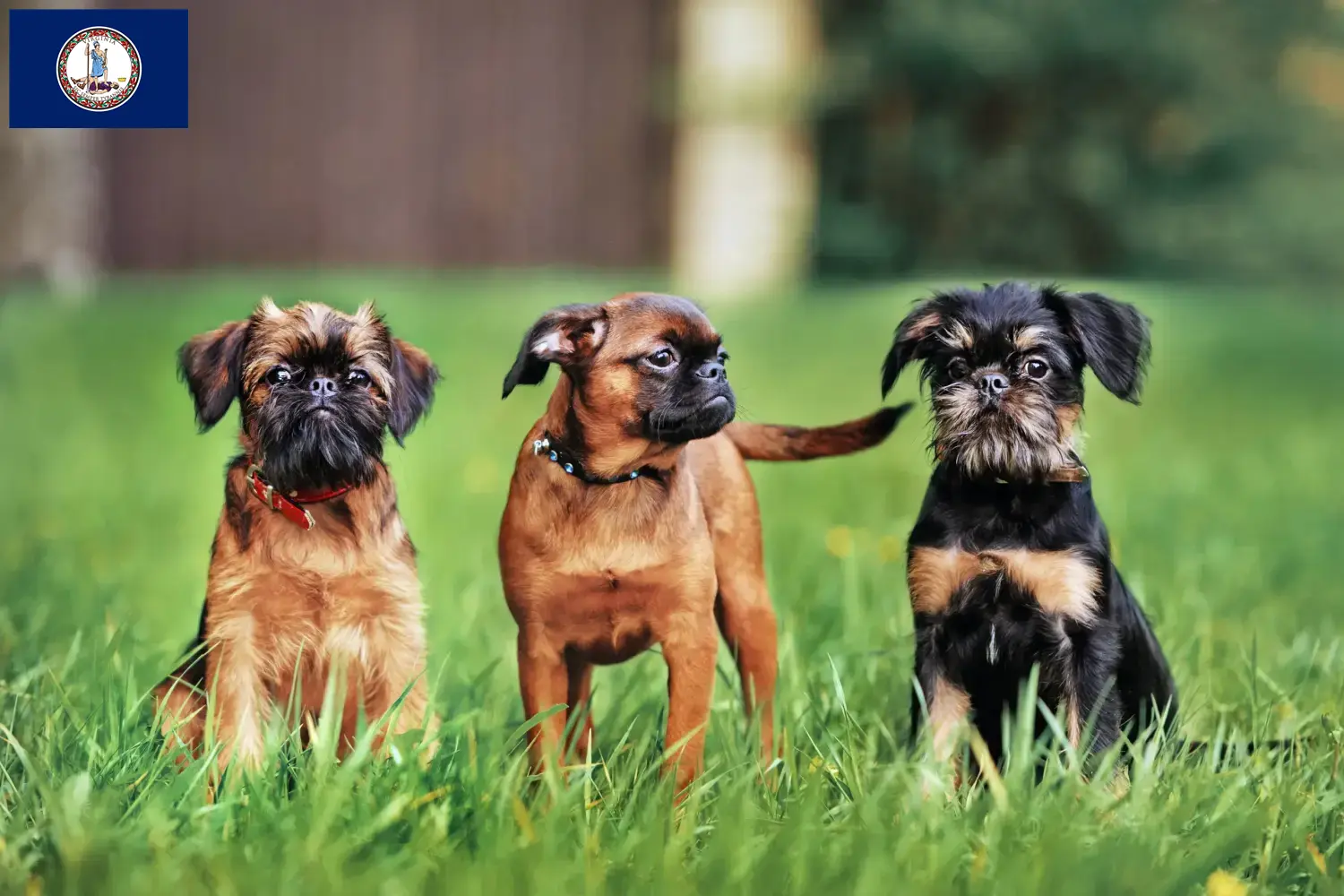 Read more about the article Belgian Dwarf Griffon breeders and puppies in Virginia