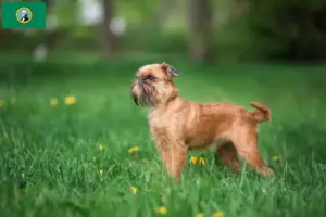 Read more about the article Belgian Dwarf Griffon breeder and puppies in Washington