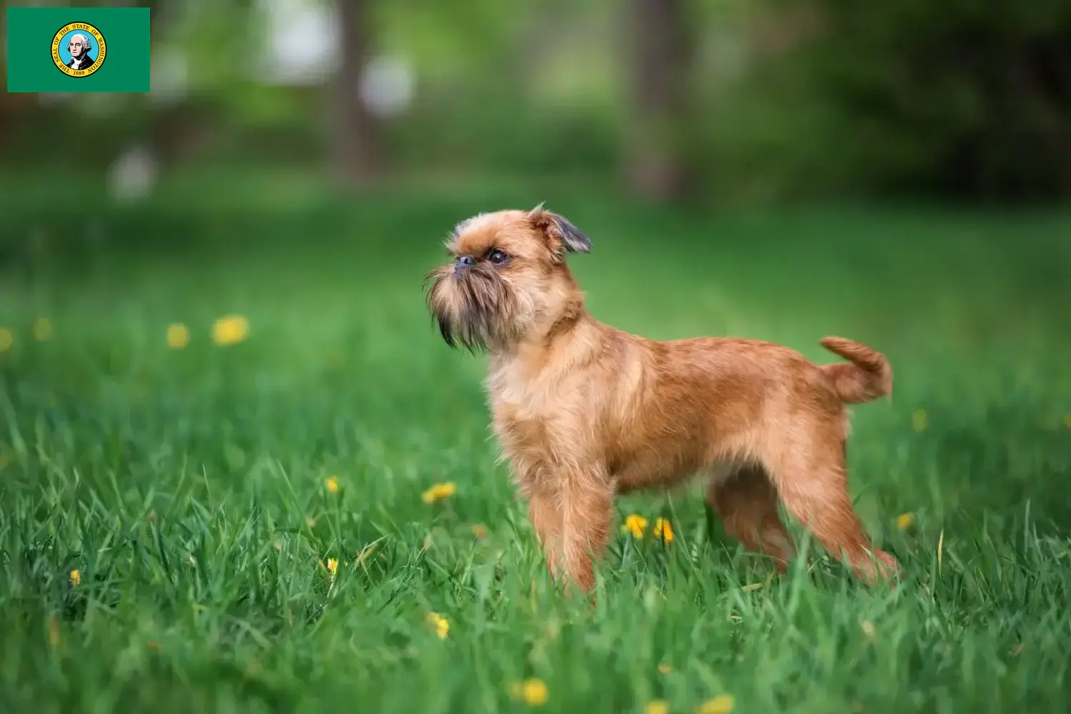 Read more about the article Belgian Dwarf Griffon breeder and puppies in Washington