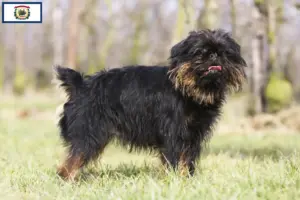 Read more about the article Belgian Dwarf Griffon Breeder and Puppies in West Virginia