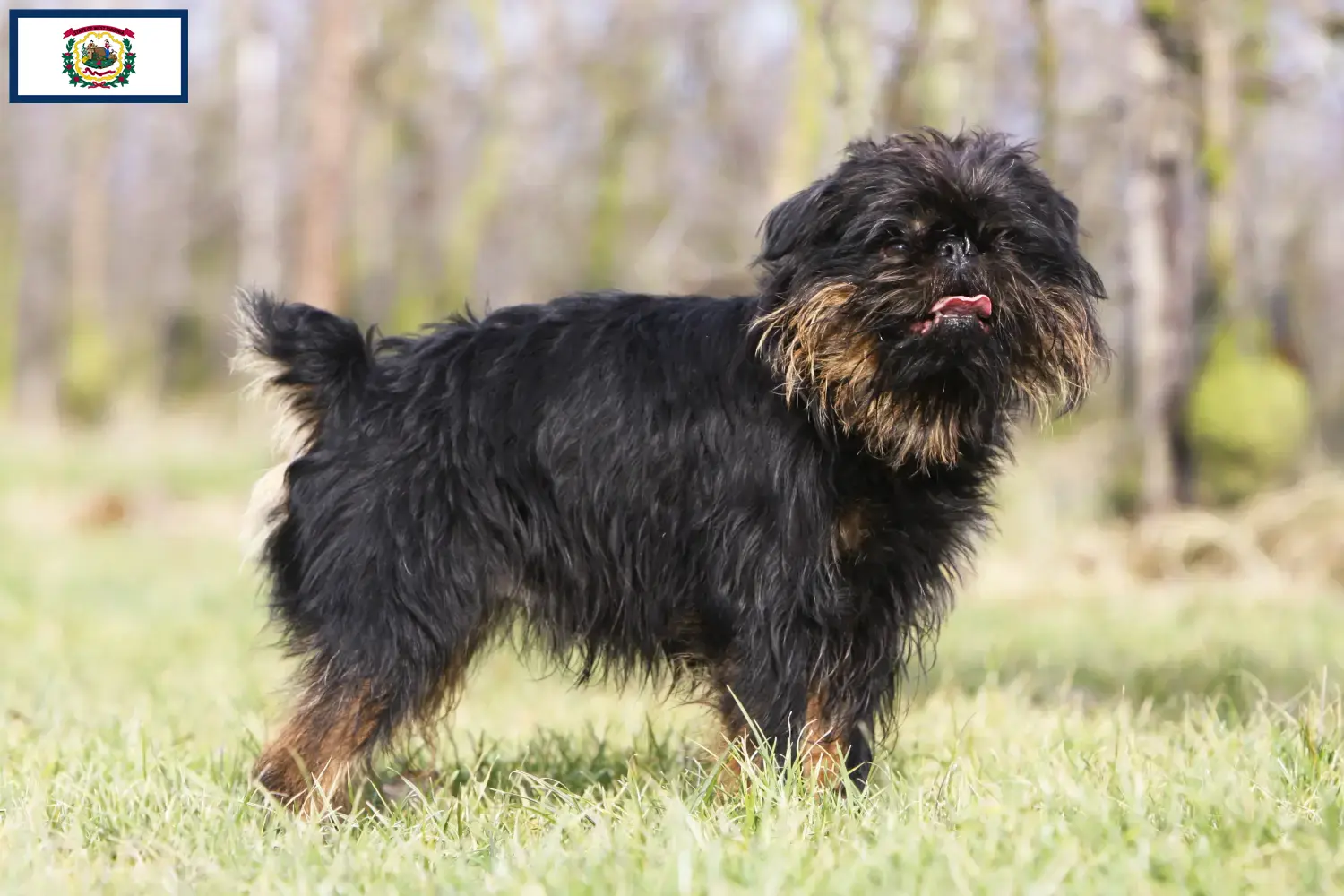 Read more about the article Belgian Dwarf Griffon Breeder and Puppies in West Virginia