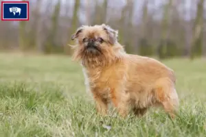 Read more about the article Belgian Dwarf Griffon Breeder and Puppies in Wyoming