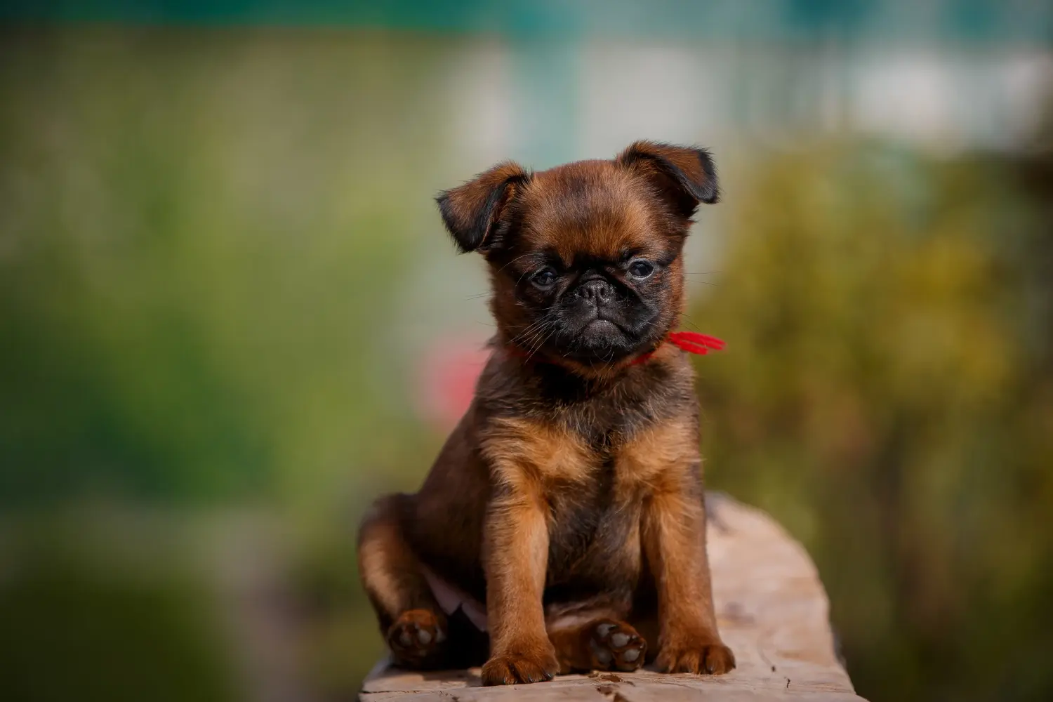 Buying a Belgian Dwarf Griffon puppy means taking responsibility! Buy Belgian Dwarf Griffon puppies.