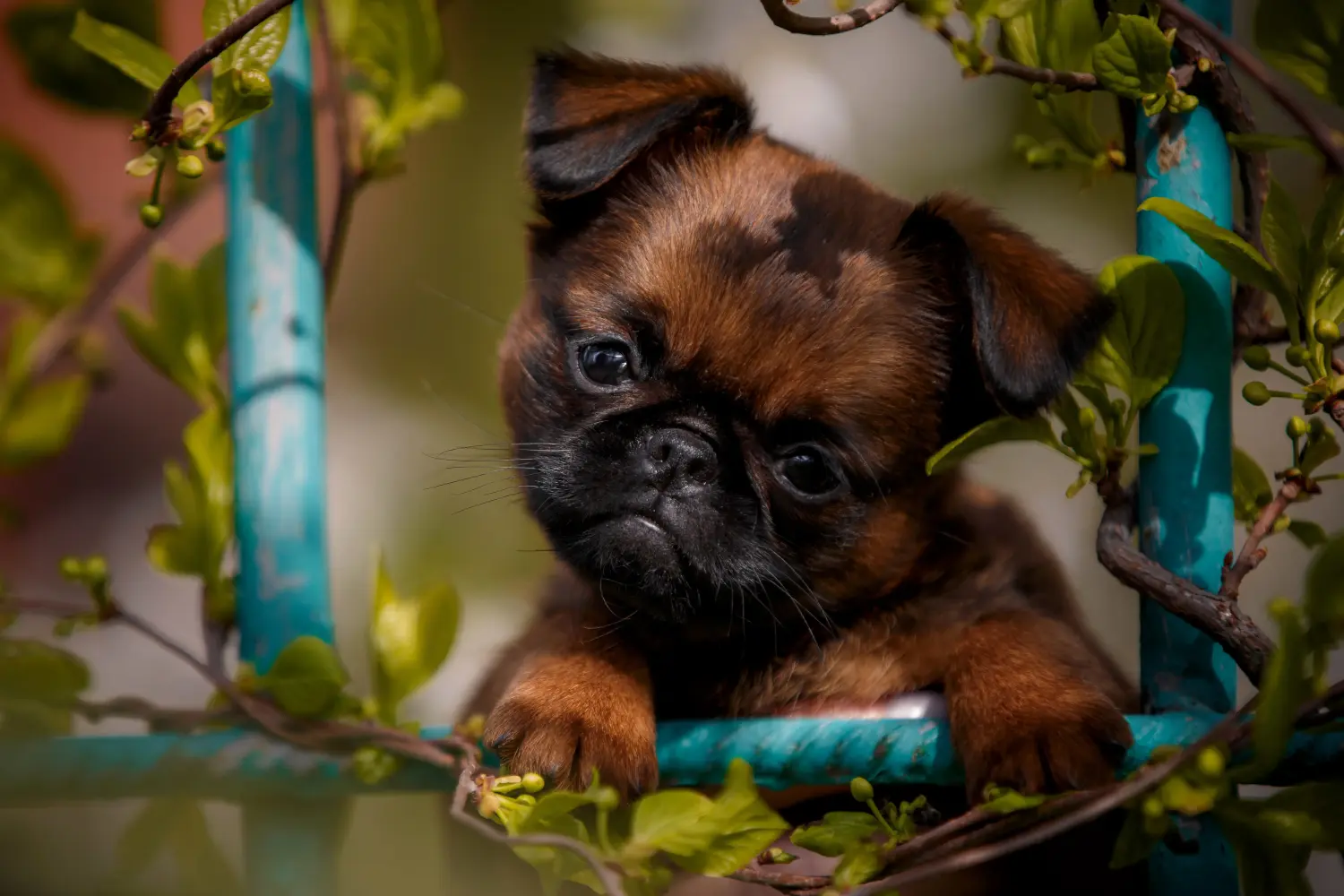 Buying a Belgian Dwarf Griffon puppy means taking responsibility! Buy Belgian Dwarf Griffon puppies.