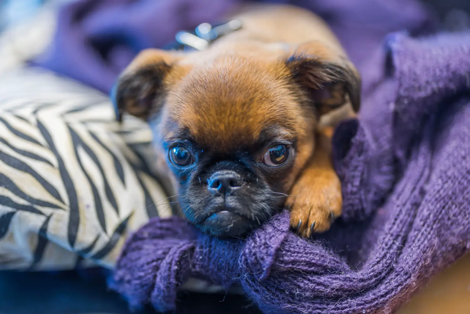 Buying a Belgian Dwarf Griffon puppy means taking responsibility! Buy Belgian Dwarf Griffon puppies.