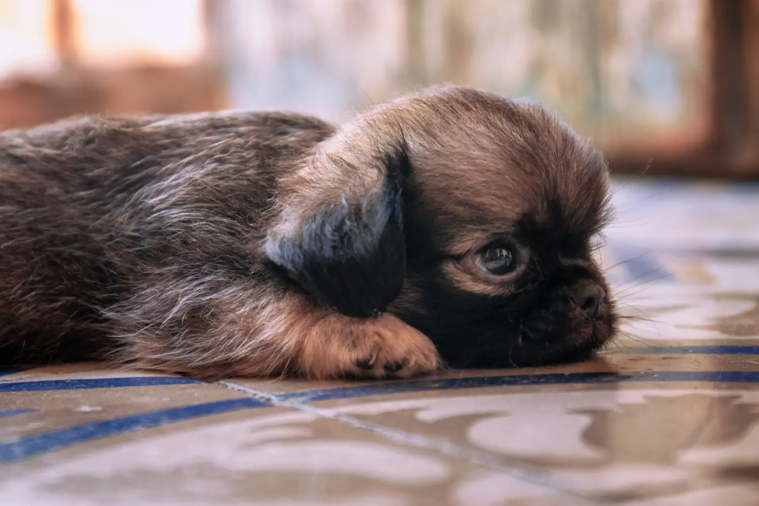 Buying a Belgian Dwarf Griffon puppy means taking responsibility! Buy Belgian Dwarf Griffon puppies.