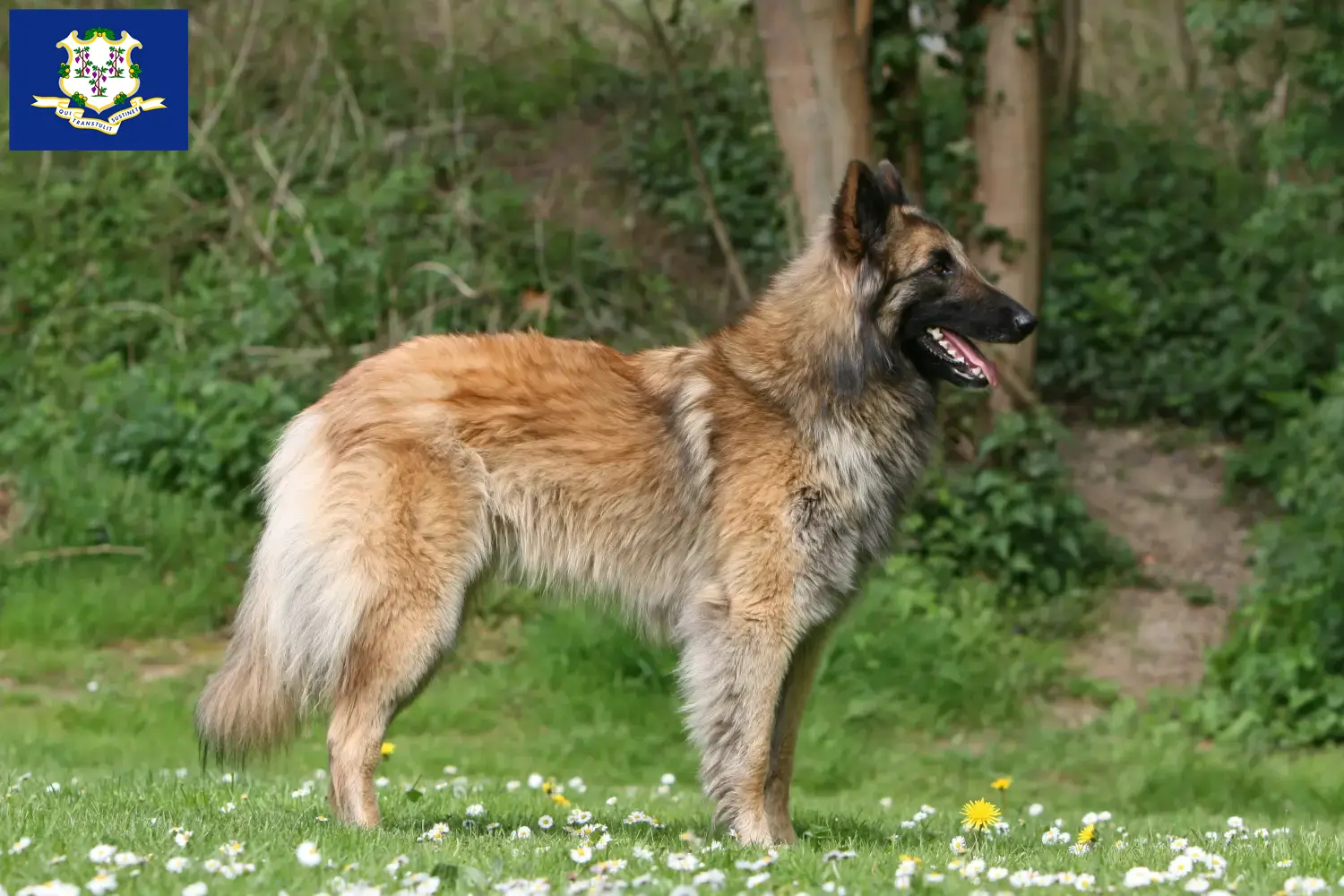 Belgian Shepherd puppies and breeders Connecticut Find Belgian Shepherd Dog breeders in Connecticut.