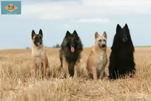 Read more about the article Belgian Shepherd Dog Breeder and Puppies in Delaware