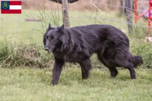 Read more about the article Belgian Shepherd Dog Breeder and Puppies in Georgia
