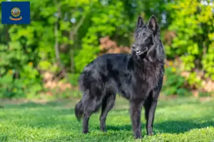 Read more about the article Belgian Shepherd breeders and puppies in Idaho